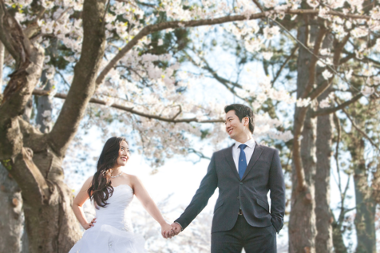 cherry blossom high park pre wedding engagement