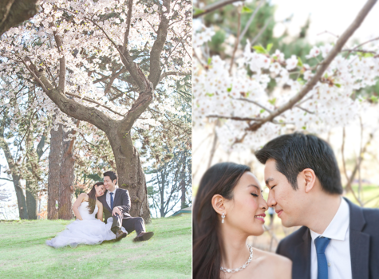 cherry blossom high park pre wedding engagement